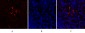 HIF-1α Polyclonal Antibody
